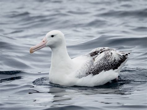 Southern Royal Albatross. | South Island, New Zealand. | Flickr