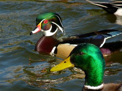 Wood Duck & Mallard - Colors of Nature - Green Heads | Flickr