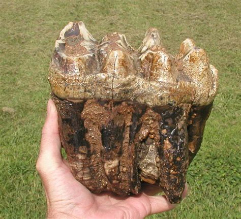 Mastodon teeth and Mammoth teeth