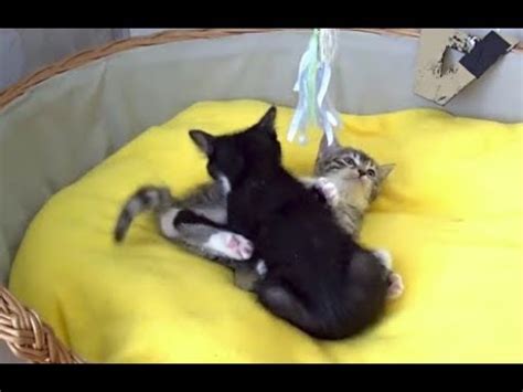 [10 Hour Docu] A Litter of Playing Kittens - Video & Audio [1080HD] SlowTV - YouTube