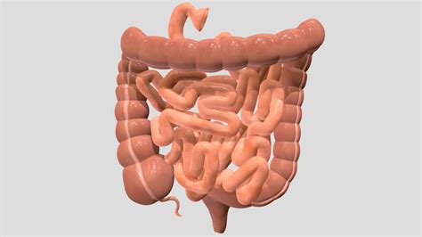 Small and large intestine - Download Free 3D model by antonia.sundberg ...