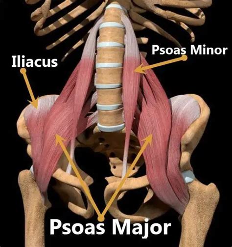 Hip Flexor Muscles Diagram