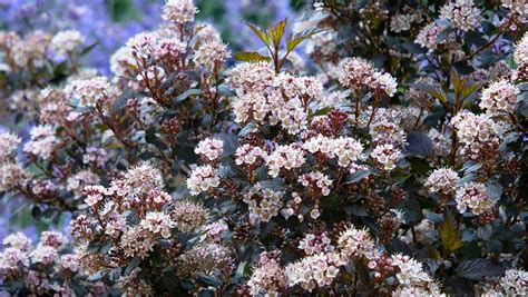 18 Types of Dwarf Shrubs to Add in Small Spaces