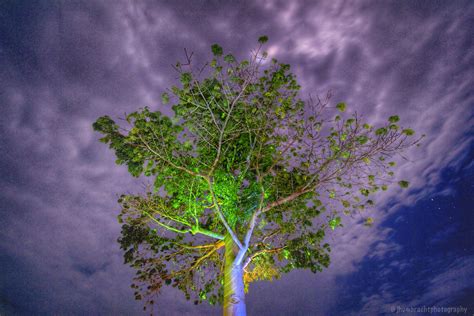 Ceiba Tree at El Don David in El Remate, Guatemala photo taken by Indianapolis-based ...