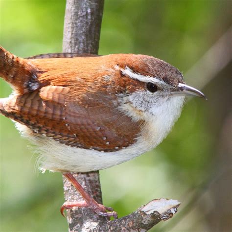 Carolina Wren | National Geographic