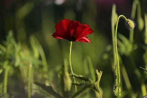 Free Images : nature, meadow, petal, bloom, dry, green, red, botany ...