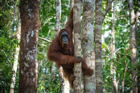 Hiking in the Wild Forests of Kalimantan, Borneo 2024 - Rove.me