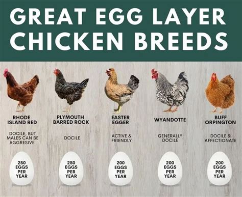 Great laying chickens for hobby farms. | Laying chickens, Best egg ...