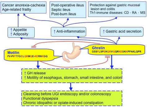 Various biological functions of ghrelin and motilin in the... | Download Scientific Diagram