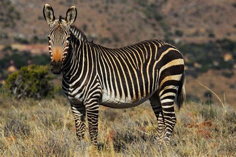 Ten surprising facts about zebra - Wild Card