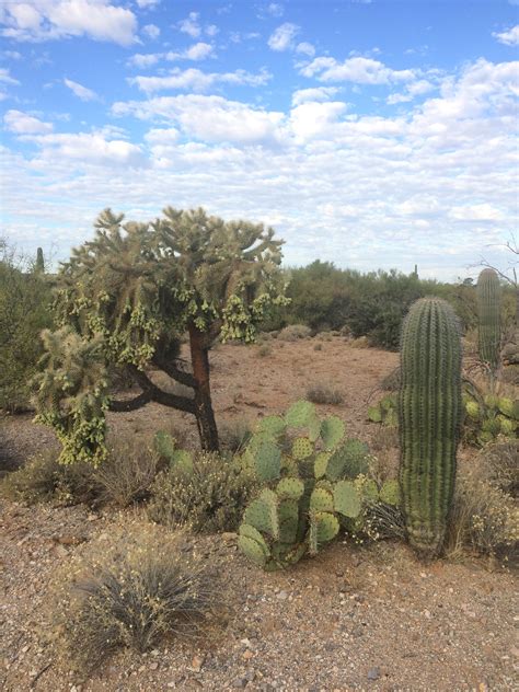 Sonoran Desert Animals And Plants