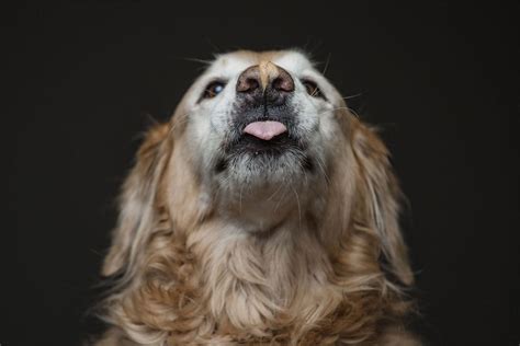 Hilarious Dogs Eating Peanut Butter – Fubiz Media