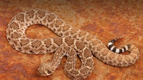 Rattlesnake Wallpaper (54+ images)