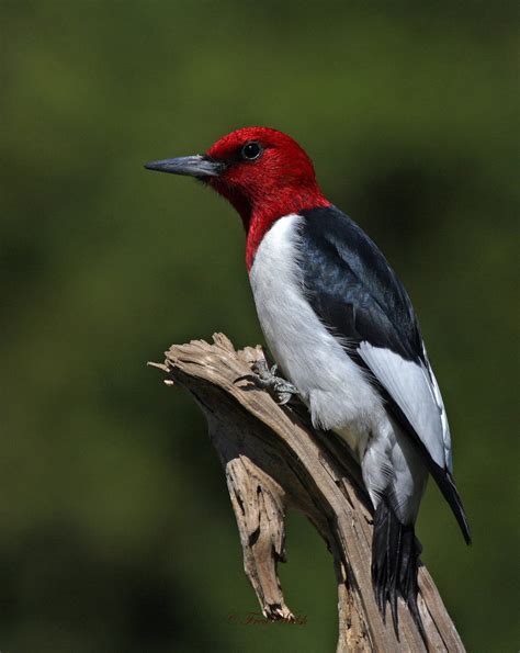 fred walsh photos: Red Headed Woodpecker