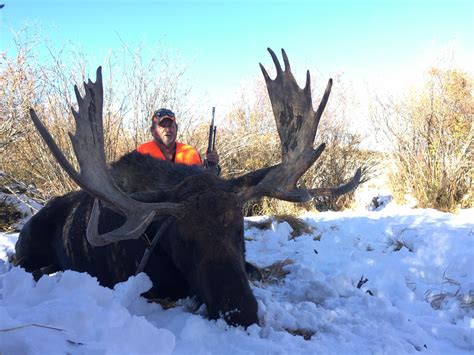 Colorado Shiras Moose Hunting Outfitters | Guided Moose Hunts Colorado