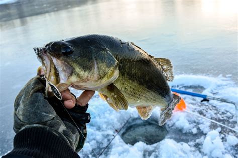 6 Best Ice Fishing Jigs to Catch Fish in the Winter