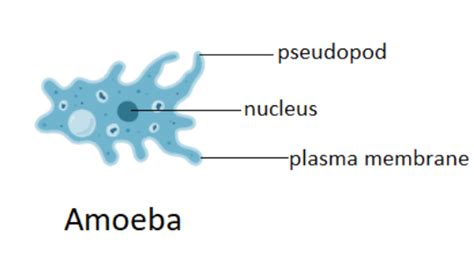 The process of reproduction in Amoeba starts with division of its body into parts followed by ...