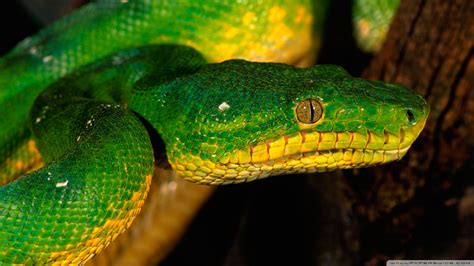 Free photo: Green Snake - Banded, Bite, Dangerous - Free Download - Jooinn