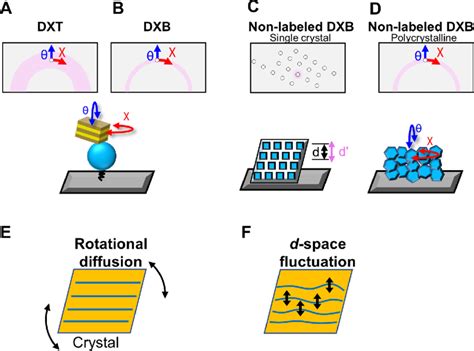 Schematic illustration of DXT (a), DXB (b), and non-labeled DXB using a ...