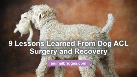 How Long Should A Dog Limp After Acl Surgery