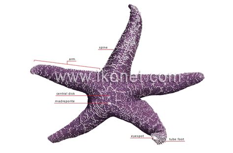 animal kingdom > simple organisms and echinoderms > echinoderms > anatomy of a starfish image ...