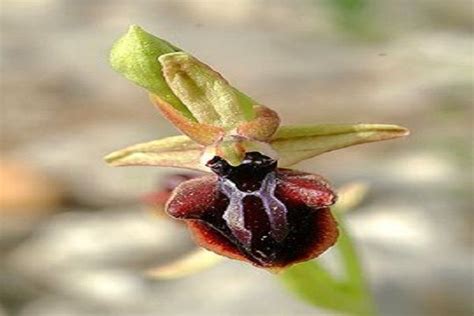 Azerbaijan - Khari-bulbul | National animal, Azerbaijan, Animals