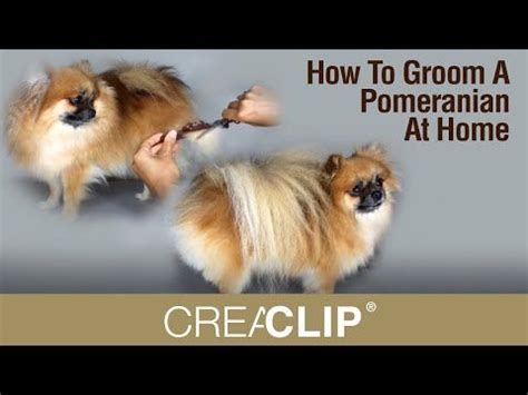 How To Groom A Pomeranian At Home - Makes Grooming your DOG easy! | Dog grooming, Dog grooming ...