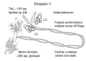 The Kinesin-1 Family – Kinesin