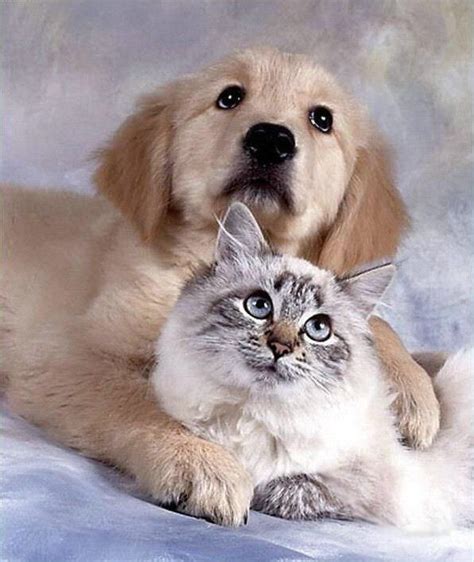 Latest Funny Pictures: Funny Dogs And Cats Together