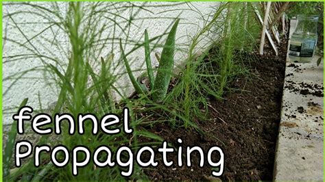 Propagating fennel || how to grow fennel - YouTube