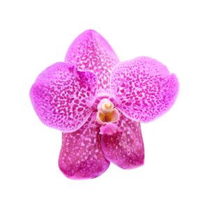 Orchid png - Download Free Png Images