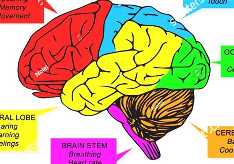 Get Diagram Of Human Brain And Functions Pics – Cara Menghasilkan Uang Memalui Bisnis