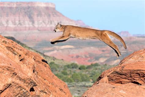 The Wildlife of Zion National Park