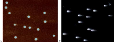 Representative comet assay profiles for (a) lymphocytes from healthy ...