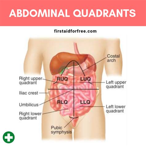 What are the Four Quadrants of the Abdomen? - First Aid for Free