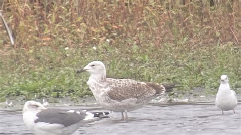 Notts Birdwatchers (@NottsBirders) / Twitter