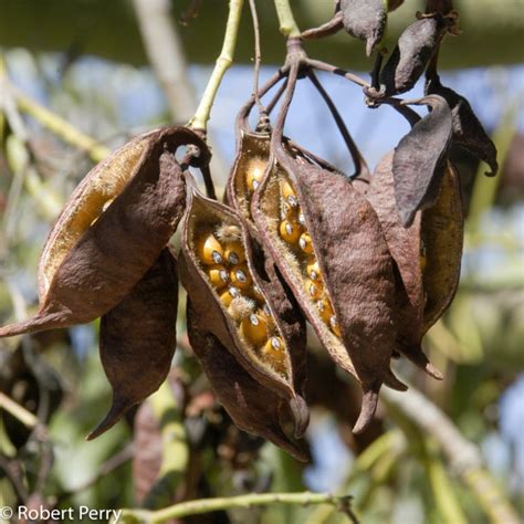 Bottle tree - Kurrajong Seeds (Brachychiton populneus) - Price: €1.95