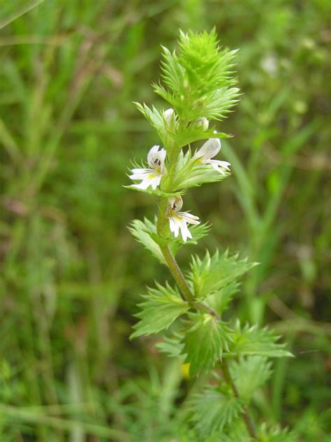 Euphrasia stricta J.P.Wolff ex J.F.Lehm. | Plants of the World Online | Kew Science