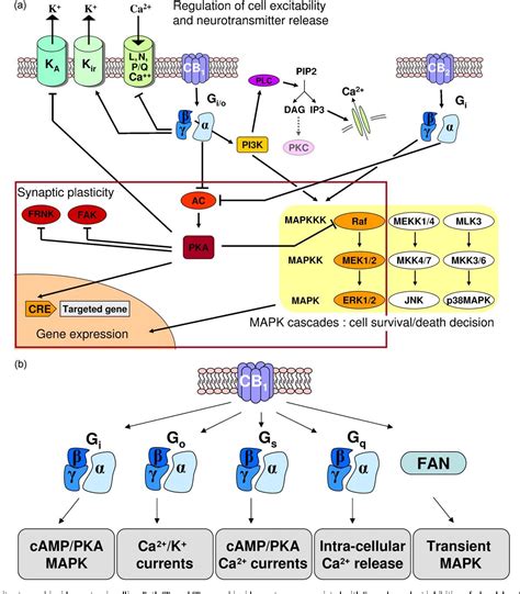 Figure 1 from Functionally selective cannabinoid receptor signalling ...