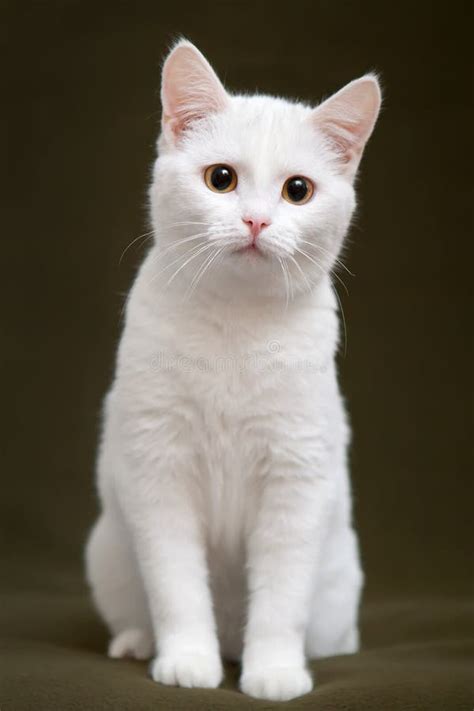 Beau Chat Blanc Avec Les Yeux Jaunes Photographie stock libre de droits - Image: 36143937