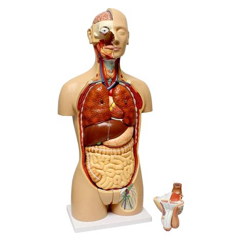 MonMed Human Torso Model – Life Size Human Body Model Anatomy Doll with Removable Organs 3D ...