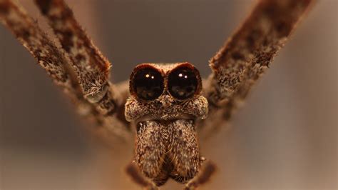 Corn Flakes: GIANT SPIDER EYEBALL SCIENCE AT UNL - Corn Nation