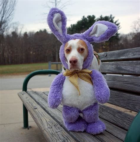 Costumes make Maymo the beagle only more photogenic | Dog breeds, Most popular dog breeds ...