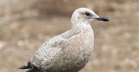 Iceland Gull | Audubon Field Guide