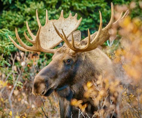 Manitoba Wildlife Federation applauds new provincial moose regulations ...