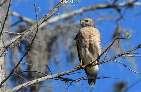 Florida Wildlife — Digital Grin Photography Forum