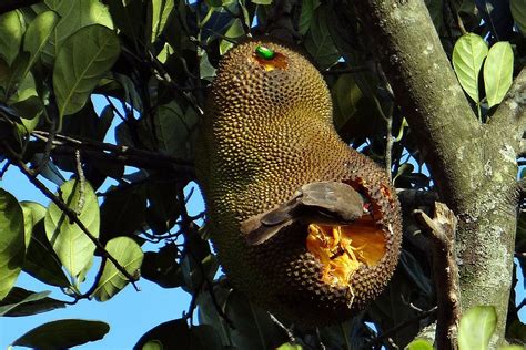 18 INCREDIBLE BENEFITS OF JACKFRUIT