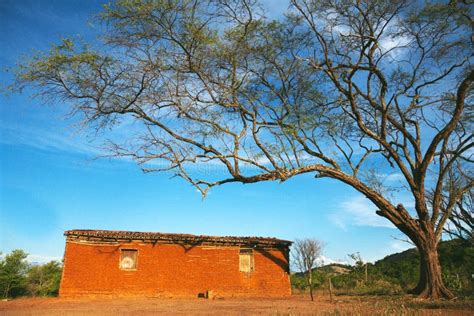 House in the sertao stock image. Image of agriculture - 243337277