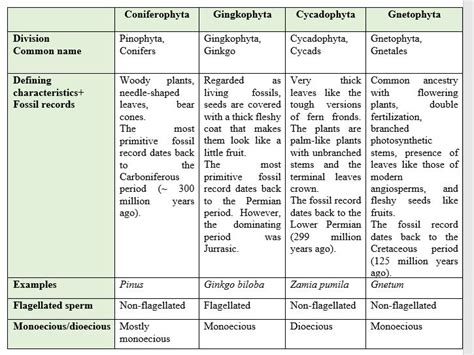 Pinophyta Life Cycle