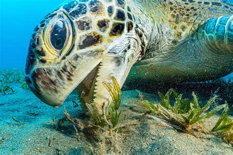 Life in the underwater seagrass meadow - The Globe and Mail